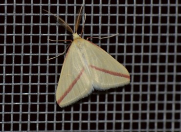 Rhodometra sacraria (Linnaeus, 1767) – Ahmet Güngör, İzmir