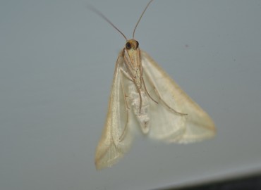 Rhodometra sacraria (Linnaeus, 1767) – Ahmet Güngör, İzmir