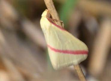 Rhodometra sacraria (Linnaeus, 1767) – Ahmet Güngör, İzmir