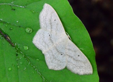 Scopula nigropunctata (Hufnagel, 1767) – Ahmet Güngör, Samsun