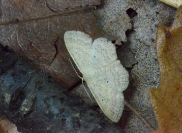 Scopula nigropunctata (Hufnagel, 1767) – Ahmet Güngör, Samsun