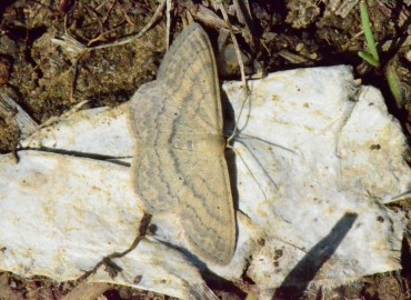 Scopula nigropunctata (Hufnagel, 1767) – Ahmet Güngör, Samsun