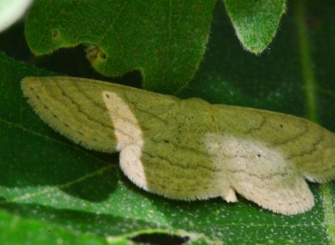 Scopula nigropunctata (Hufnagel, 1767) – Ahmet Güngör, Samsun