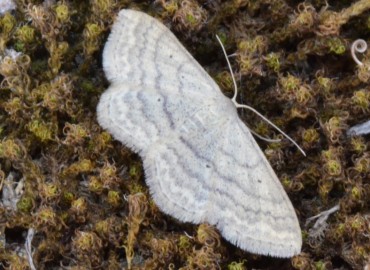 Scopula nigropunctata (Hufnagel, 1767) – Ahmet Güngör, Samsun