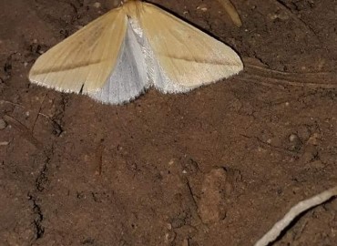 Rhodometra sacraria (Linnaeus, 1767) – Yasin Çalışkan, Konya