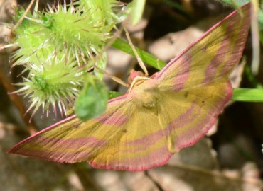 Rhodostrophia tabidaria Zeller, 1847 – Ahmet Güngör, Samsun