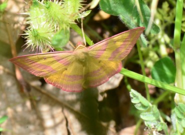 Rhodostrophia tabidaria Zeller, 1847 – Ahmet Güngör, Samsun