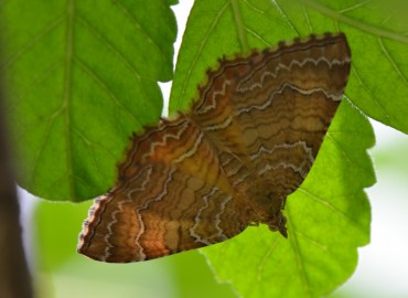 Camptogramma bilineata (Linnaeus, 1758) – Ahmet Güngör, Samsun