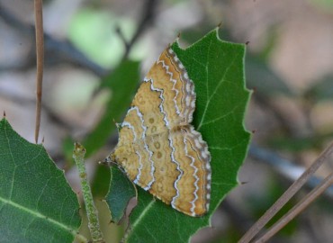 Camptogramma bilineata (Linnaeus, 1758) – Ahmet Güngör, Samsun