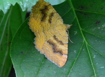 Camptogramma bilineata (Linnaeus, 1758) – Ahmet Güngör, Samsun