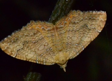 Camptogramma bilineata (Linnaeus, 1758) – Ahmet Güngör, Samsun