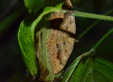 Camptogramma bilineata (Linnaeus, 1758) – Ahmet Güngör, Samsun