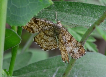 Ematurga atomaria (Linnaeus, 1758) – Ahmet Güngör, Samsun