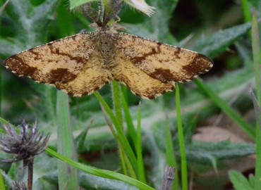 Ematurga atomaria (Linnaeus, 1758) – Ahmet Güngör, Samsun