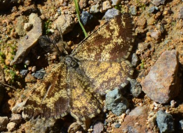 Ematurga atomaria (Linnaeus, 1758) – Ahmet Güngör, Samsun
