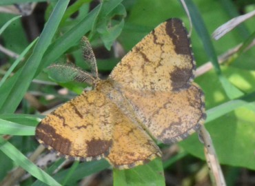 Ematurga atomaria (Linnaeus, 1758) – Ahmet Güngör, Samsun