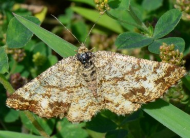 Ematurga atomaria (Linnaeus, 1758) – Ahmet Güngör, Samsun