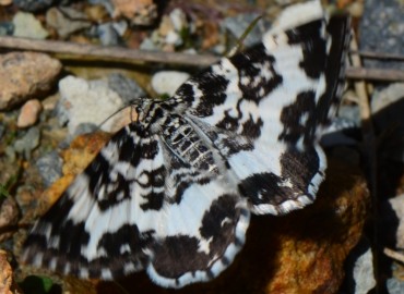 Rheumaptera hastata (Linnaeus, 1758) – Ahmet Güngör, Ordu