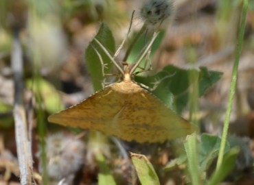 Aspitates ochrearia (Oker Geometridi) – Ahmet Güngör, İzmir