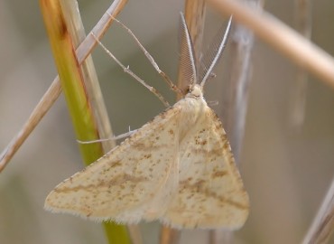 Aspitates ochrearia (Oker Geometridi) – Ahmet Güngör, İzmir
