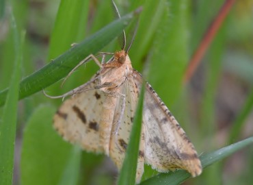 Aspitates ochrearia (Oker Geometridi) – Ahmet Güngör, İzmir