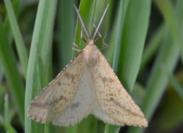 Aspitates ochrearia (Oker Geometridi) – Ahmet Güngör, İzmir