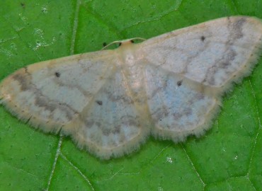 Idaea biselata (Hufnagel, 1767) – Ahmet Güngör, Ordu