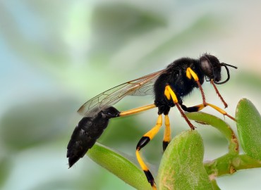 Sceliphron spirifex (Linnaeus, 1758)