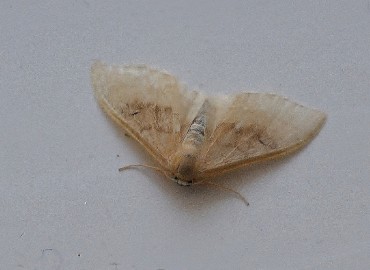 Idaea degeneraria (Hübner, [1799]) – Ahmet Güngör, İzmir