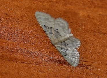 Idaea degeneraria (Hübner, [1799]) – Ahmet Güngör, İzmir