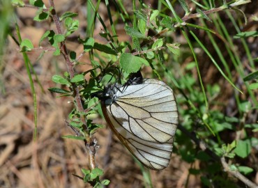 Aporia crataegi (Alıçbeyazı) – Ahmet Güngör, İzmir