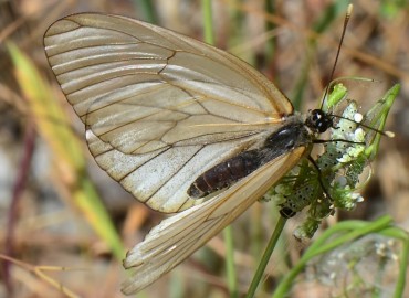 Aporia crataegi (Alıçbeyazı) – Ahmet Güngör, İzmir