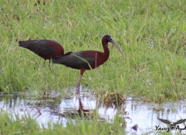 Plegadis falcinellus (Çeltikçi) – Yavuz Aydın, Ankara