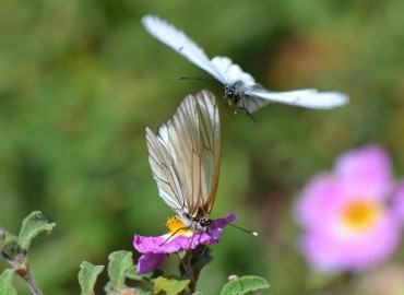 Aporia crataegi (Alıçbeyazı) – Ahmet Güngör, İzmir