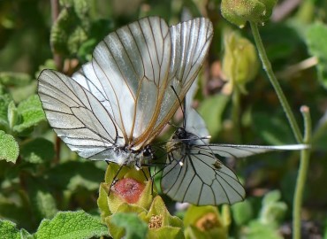 Aporia crataegi (Alıçbeyazı) – Ahmet Güngör, İzmir