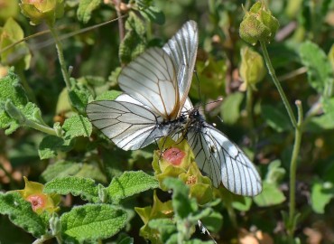 Aporia crataegi (Alıçbeyazı) – Ahmet Güngör, İzmir