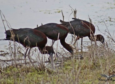 Plegadis falcinellus (Çeltikçi) – Yavuz Aydın, Ankara