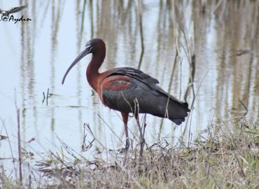 Plegadis falcinellus (Çeltikçi) – Yavuz Aydın, Ankara