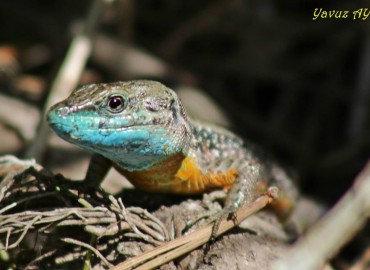 Hatay kertenkelesi (Lacerta laevis) – Yavuz Aydın, Antalya