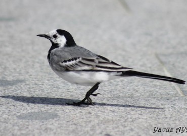 Motacilla alba (Ak Kuyruksallayan) – Yavuz Aydın, Antalya