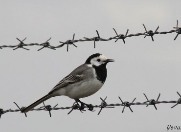 Motacilla alba (Ak Kuyruksallayan) – Yavuz Aydın, Antalya