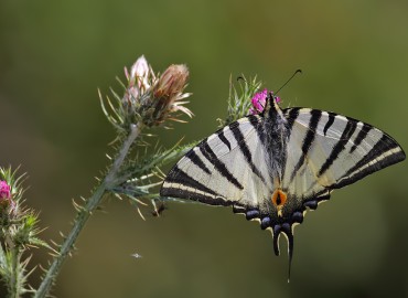 Iphiclides podalirius (Erik Kırlangıçkuyruk) – Gavurdağlı, Osmaniye