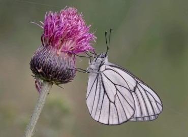 Aporia crataegi (Alıçbeyazı) – Gökhan SARI, Kırklareli