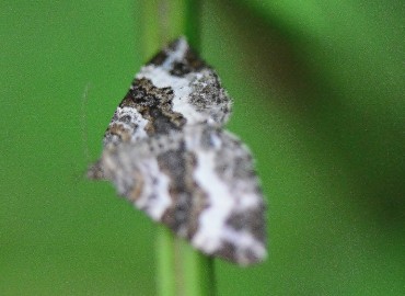 Epirrhoe tristata (Linnaeus, 1758) – Ahmet Güngör, Trabzon