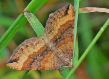 Scotopteryx chenopodiata (Linnaeus, 1758) – Ahmet Güngör, Ordu