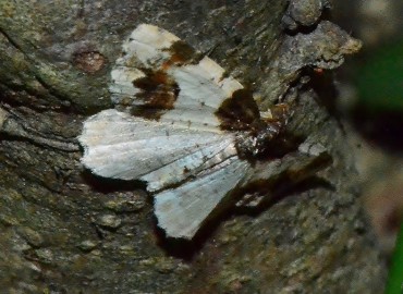 Ligdia adustata (Fabricius, 1787) – Ahmet Güngör, Samsun