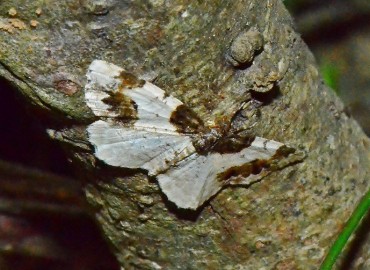 Ligdia adustata (Fabricius, 1787) – Ahmet Güngör, Samsun