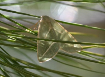 Hylaea fasciaria (Linnaeus, 1758) – Ahmet Güngör, İzmir