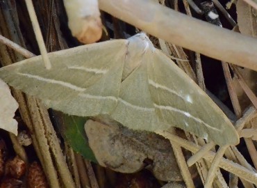 Hylaea fasciaria (Linnaeus, 1758) – Ahmet Güngör, İzmir