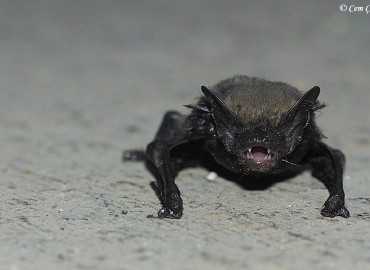 Myotis mystacinus